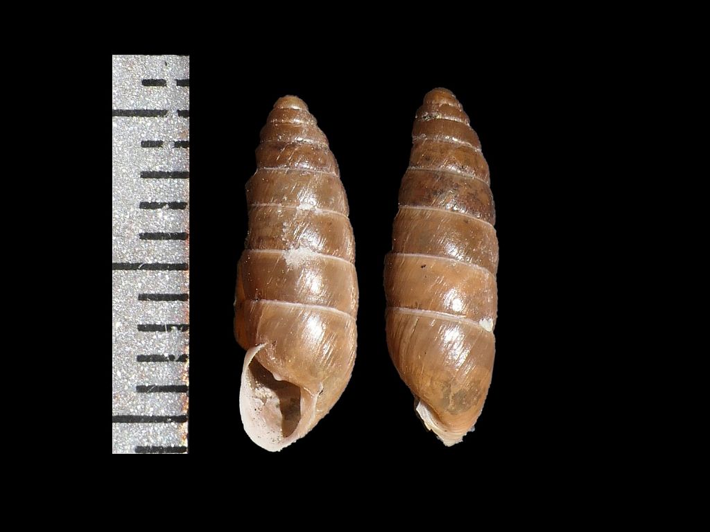 enidae
